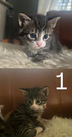 Lieve kittens, Dieren en Toebehoren, Meerdere dieren