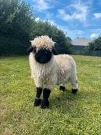 Wallische schwarznaze, Mannelijk, Schaap, 0 tot 2 jaar