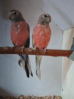 Bourke parkieten, Dieren en Toebehoren, Vogels | Parkieten en Papegaaien, Meerdere dieren, Parkiet