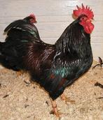 Barnevelder haan gezoomd, Dieren en Toebehoren, Pluimvee, Mannelijk, Kip