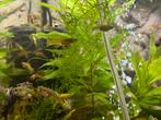 Guppy’s, molly’s, platy, corydora’s, Kuhli's en plecos, Dieren en Toebehoren, Vissen | Aquariumvissen, Vis