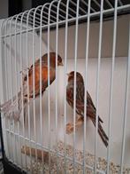 Mooi koppeltje kanaries, Dieren en Toebehoren, Vogels | Kanaries