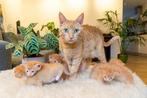 Rode kittens, Dieren en Toebehoren, Meerdere dieren, 0 tot 2 jaar