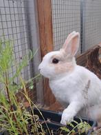 2 Lieve konijnen, Dieren en Toebehoren, Konijnen, Meerdere dieren, Klein, 3 tot 5 jaar