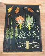 Originele oude schoolplaat: haarmos 115 x 90 cm, Ophalen, Natuur en Biologie