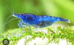 Neocaridina Blue dream/ blue velvet garnalen, Kreeft, Krab of Garnaal