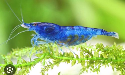 Neocaridina Blue dream/ blue velvet garnalen, Dieren en Toebehoren, Vissen | Aquariumvissen, Kreeft, Krab of Garnaal