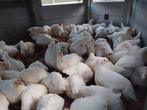 Mooie hanen, Dieren en Toebehoren, Pluimvee, Mannelijk, Kip