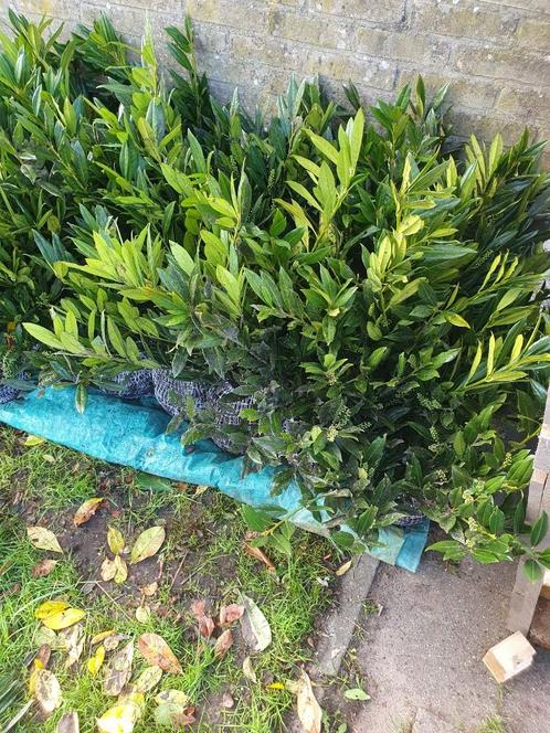 Otto Luyken Laurier 50-60 CM partij van 25 stuks, Tuin en Terras, Planten | Struiken en Hagen, Haag, Laurier, Minder dan 100 cm
