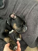 Old English Bulldog 10 mnd, 15 weken tot 1 jaar, Teef, Parvo, Bulldog
