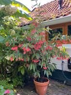 Begonia Lucerna Angel Wing - Bamboe begonia, Vaste plant, Halfschaduw, Zomer, Ophalen
