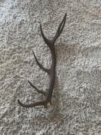 Mooie Hertenstang - Gewei ter Decoratie, Ophalen of Verzenden, Gebruikt, Hert, Gewei of Kop