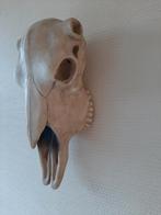 Schedel dierenschedel skull kunstschedel wanddecoratie, Gebruikt, Ophalen of Verzenden