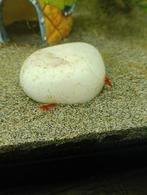 Baby garnaaltjes vuur garnalen, Kreeft, Krab of Garnaal