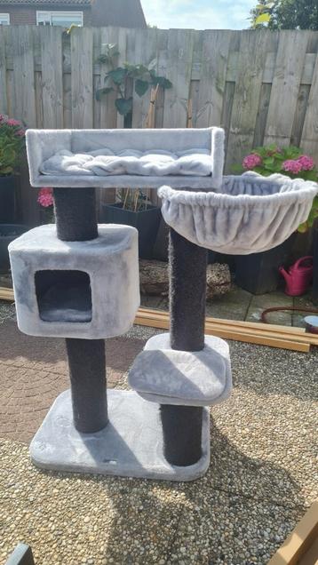 Zeer stevige grote + mooie krabpaal Devon Rex van RHR Pets.  beschikbaar voor biedingen