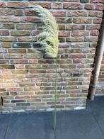 Pampus gras pluim panpuspluim pampuspluimen, Ophalen, Zo goed als nieuw