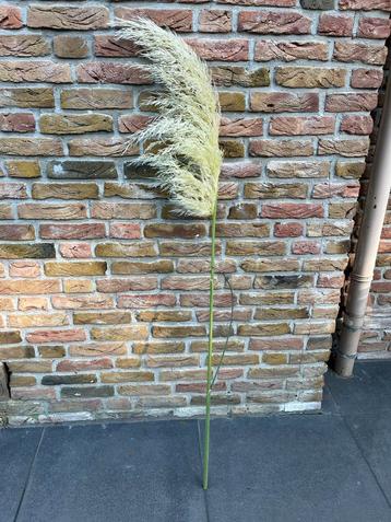 Pampus gras pluim panpuspluim pampuspluimen beschikbaar voor biedingen