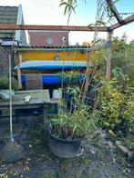 Bamboe, Tuin en Terras, Bloeit niet, Halfschaduw, Overige soorten, Ophalen