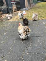 Cochin kriel hanen gratis op te halen, Mannelijk, Kip