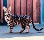 Ervaren bengaal dekkater, lief, dekcontract, stamboom, Dieren en Toebehoren, 3 tot 5 jaar