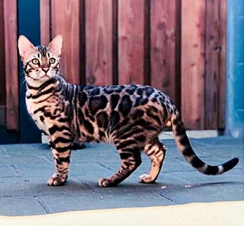 Ervaren bengaal dekkater, lief, dekcontract, stamboom, Dieren en Toebehoren, Katten en Kittens | Dekkaters, 3 tot 5 jaar