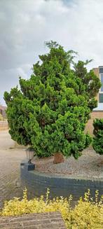 GRATIS  2 Japanse conifeer bomen, Tuin en Terras, Ophalen, Bloeit niet, Halfschaduw, Overige soorten