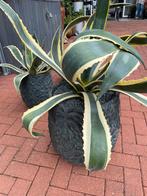 Mooi grote bonte agave in sierpot( afkomstig intratuin), Ophalen, Bloeit niet, Overige soorten, Volle zon