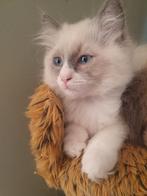 3 ragdoll katertjes, Meerdere dieren, Ontwormd