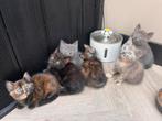 Ragdoll - britsekorthaar x kittens, Dieren en Toebehoren, Katten en Kittens | Raskatten | Korthaar, Ontwormd