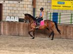 Super brave dressuur merrie te koop!, Dieren en Toebehoren, Paarden, Merrie, Dressuurpaard
