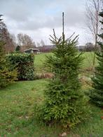 7 Kerstbomen met kluit., Tuin en Terras, Ophalen, Volle zon, Overige soorten, 100 tot 250 cm