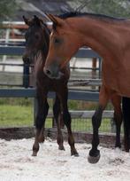 Zwartbruin dressuur hengstveulen, Dieren en Toebehoren, Hengst, Dressuurpaard, 0 tot 2 jaar