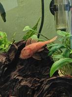 3 ancistrus red algeneters, Dieren en Toebehoren, Vissen | Aquariumvissen, Vis