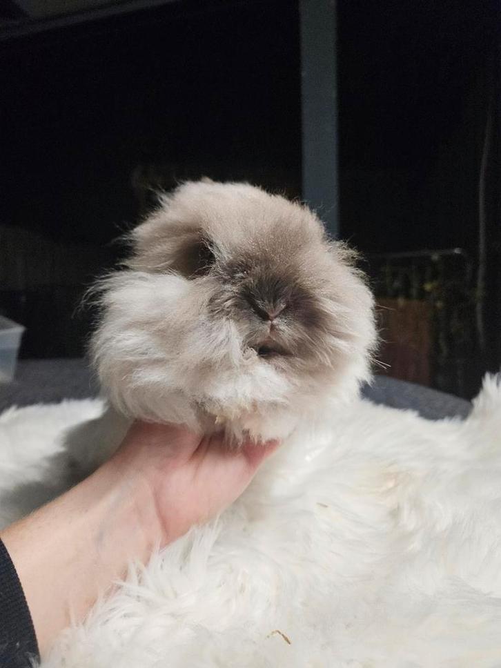 Lieve teddydwerg voedster siam, Dieren en Toebehoren, Konijnen, Dwerg, Vrouwelijk, 0 tot 2 jaar