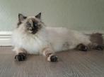 Ragdoll seal tortie kitten 🩷, Dieren en Toebehoren, Poes, Ontwormd, 0 tot 2 jaar