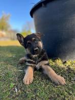 Te koop Duitse Herder pups, Dieren en Toebehoren, Honden | Herdershonden en Veedrijvers, Parvo, Reu, 8 tot 15 weken, Meerdere