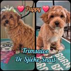 Hondentrimsalon De sjieke snuit hondenkapper, honden knippen, Diensten en Vakmensen, Trimmen of Verzorging