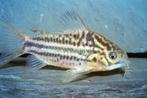 Corydora Elegans - Koidream Valburg, Vis, Zoetwatervis