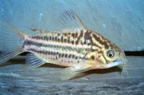 Corydora Elegans - Koidream Valburg, Dieren en Toebehoren, Vissen | Aquariumvissen, Zoetwatervis, Vis