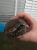 Lieve schildpad te koop, Dieren en Toebehoren, Reptielen en Amfibieën, Schildpad, Tam, 3 tot 6 jaar