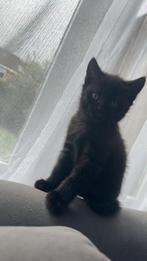 Britse korthaar kittens en kater, Dieren en Toebehoren, Kater