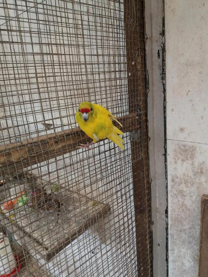 Gezoomde kakariki man 1 jaar., Dieren en Toebehoren, Vogels | Parkieten en Papegaaien, Parkiet, Mannelijk, Geringd