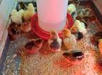Brahma kuikens, Dieren en Toebehoren, Pluimvee, Geslacht onbekend, Kip
