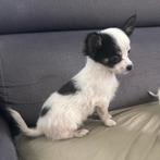 Raszuivere chihuahua mini laatste reutje  8 weken oud, Dieren en Toebehoren, Honden | Chihuahua's en Gezelschapshonden, CDV (hondenziekte)