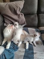 Ragdoll kittens, Meerdere dieren, Gechipt, 0 tot 2 jaar