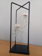 2 x Jellyfish van tillandsia in staander, Overige soorten, Minder dan 100 cm, Ophalen of Verzenden