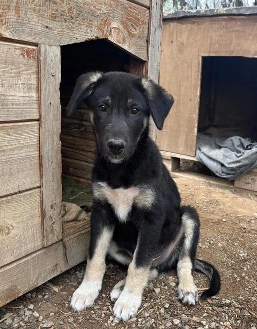 Maak kennis met Sparky, Dieren en Toebehoren, Honden | Niet-rashonden, Groot, Reu, Particulier, Eén hond, Buitenland, 15 weken tot 1 jaar
