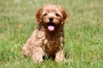 Cavapoo pups te koop, Rabiës (hondsdolheid), 15 weken tot 1 jaar, Overige rassen, Buitenland