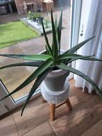 2 x grote aloe vera met witte bloempot, Tuin en Terras, Planten | Tuinplanten, Overige soorten, Ophalen, Volle zon