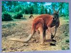 Red Kangaroo, Ophalen of Verzenden, 1980 tot heden